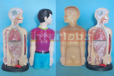 75 CM TALL, DEMONSTRATING -TYPE TORSO MODEL